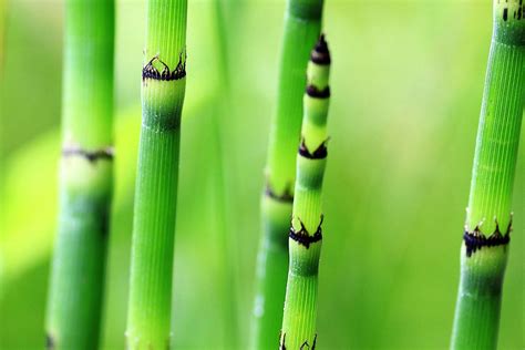 Plantas Que Parece Bambu