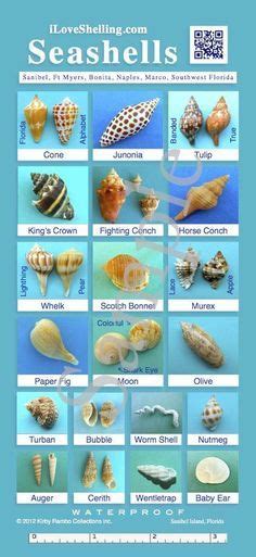 Seashell Id Guide To Southwest Florida Shells Seashell