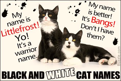 74 Purrfectly Creative Name Ideas For Your Black And White Cat Cat Appy