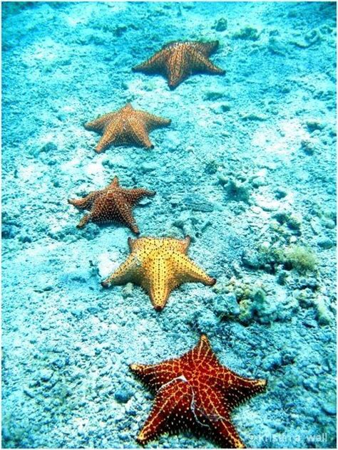 Starfish By Noei Life Under The Sea Ocean Creatures Sea And Ocean