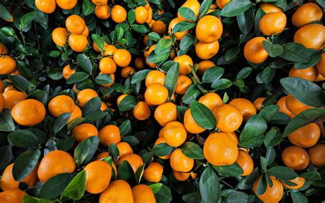 Orange Tree Hd Wallpaper Background Image 2560x1600