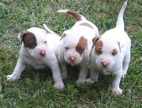 All About Animal Wildlife American Pitbull Cute Puppies