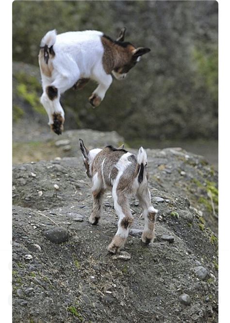 Aerial Attack As Two Cute Goat Kids Play On The Rocks Baby Animals