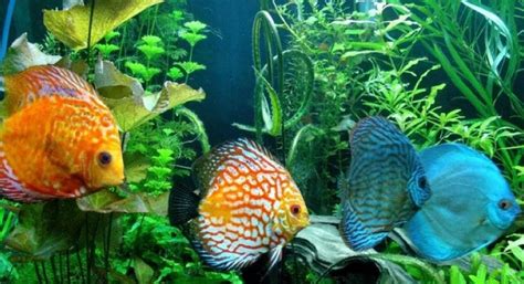 Jenis ikan hias air tawar yang mudah dipelihara. 7 Jenis Ikan Hias Air Tawar dengan Warna Cantik » elevenia ...