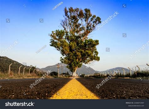 35079 Tree Middle Road Images Stock Photos And Vectors Shutterstock