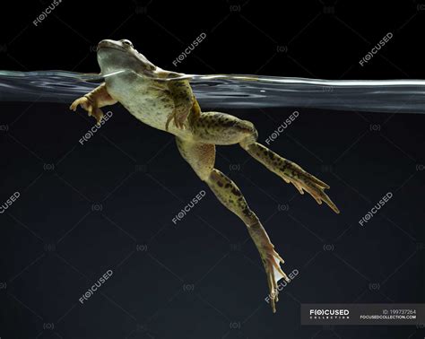 Frog Swimming Underwater On Dark Background — Animal Live Stock