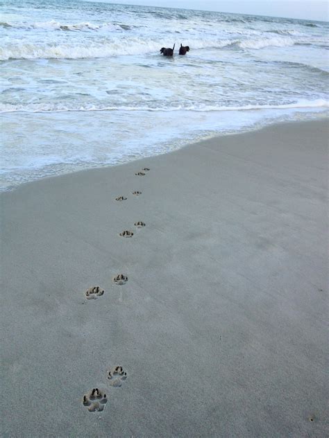 Paw prints in the sand :) | Dog paws, Dog bones, Cute dogs