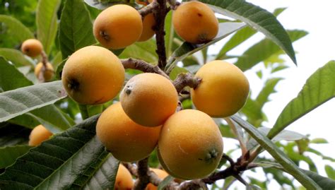 Fruit Trees Home Gardening Apple Cherry Pear Plum Loquat Fruit
