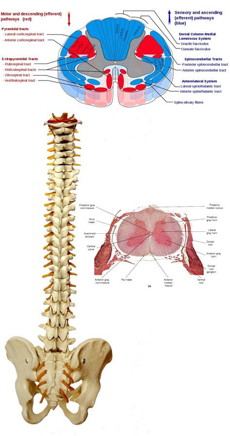 The spinal cord is essentially the headquarters of the peripheral nervous system (pns). New research has shown that the spinal cord is also able ...