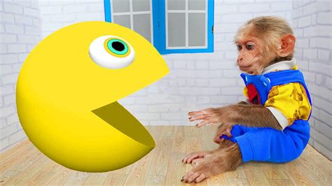 Baby Monkey Play With P4cman Youtube