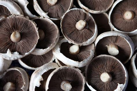 How to Buy and Store 15 Different Types of Mushrooms