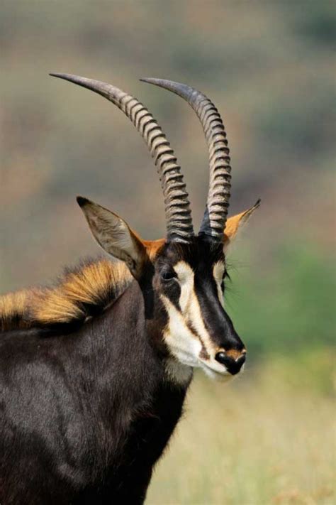 Top 10 Most Elegant Antelope Species Of The African