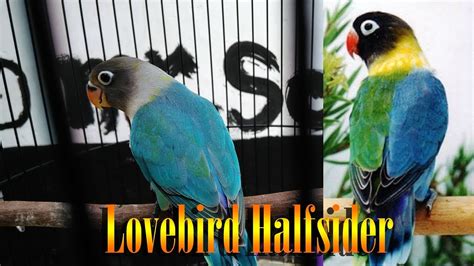 Aplikasi Game Dingdong Online Love Bird Halfsider