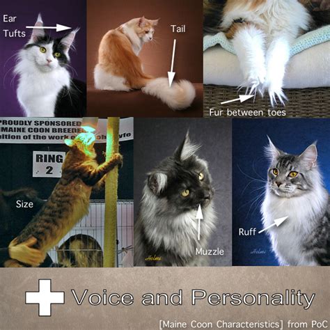 Some are amusing, some are fantastic flights of fantasy and some are merely plausible. Maine Coon Characteristics