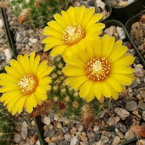 Flowering Cacti Best Indoor Flower Plants For Beginners Popsugar
