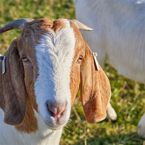 Anglo Nubian Male Goat With Horns By Gary Le Feuvre Animals Images Us
