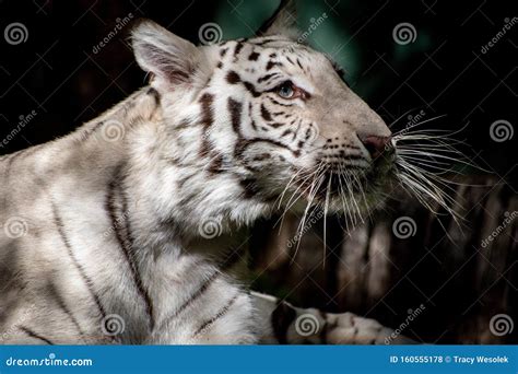 Portrait Of A White Tiger Stock Photo Image Of Stripes 160555178