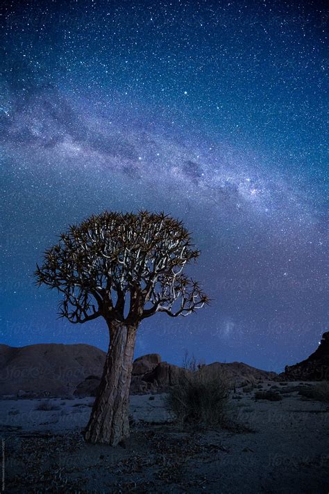 Desert Quiver Tree At Night By Juno Landscape Milky Way