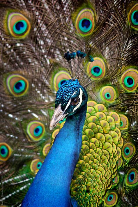 Peacock Closeup With Feathers Open By Stocksy Contributor Brandon