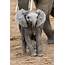 SAY CHEESE ADORABLE MOMENT BABY ELEPHANT APPEARS TO SMILE FOR THE 