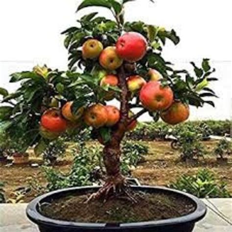 10 Zwerge Rote Apfelbaum Samen Süß Und Saftig Plus 10 Zwerg Etsyde