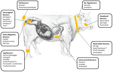Animals Free Full Text How To Predict Parturition In Cattle A