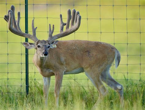 M3 Whitetailsmy Kodak And The Bigger Boys Pen Deer Breeder In Texas