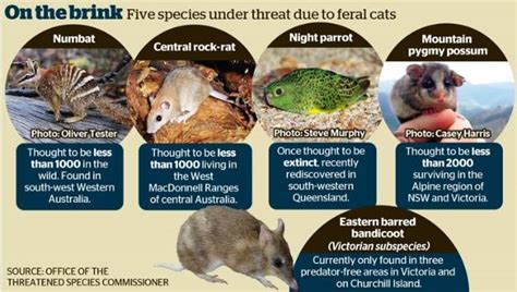 Australia Aims To Cull 2 Million Feral Cats Nz