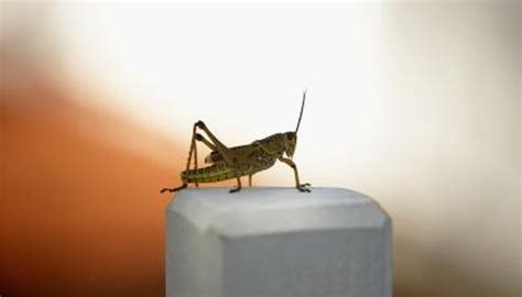 The body of a camel spider looks very similar to that of an actual spider. Facts on Crickets for Kids | Animals - mom.me