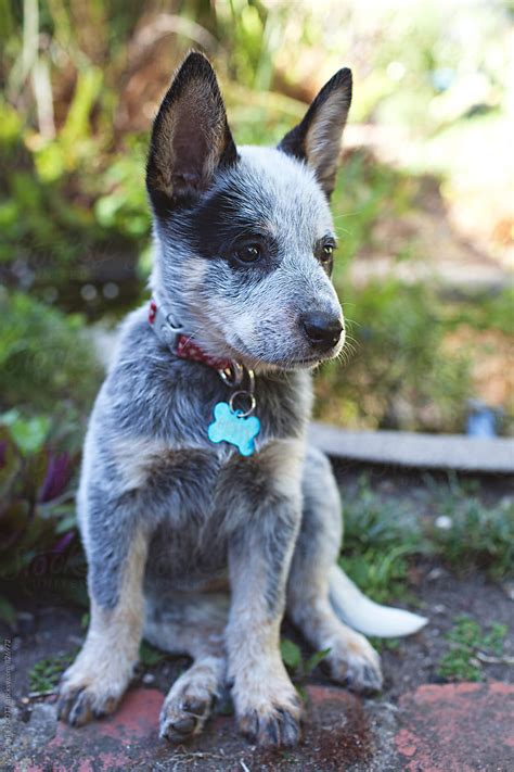 A Very Cute And Cheeky Blue Heeler Puppy In A Backyard Stocksy United