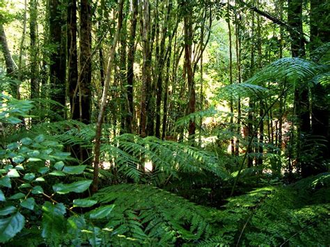The tropical rainforest is located in four main regions or realms. Global Biomes | Ecosystems and Biomes | A Level Geography ...