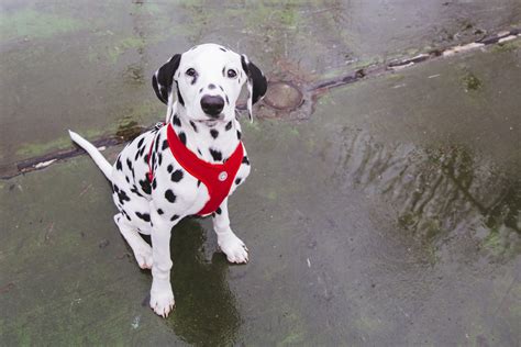 Ruffined Spotlight Domino The Dalmatian Komo