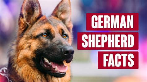 German Shepherd Everything You Need To Know Youtube