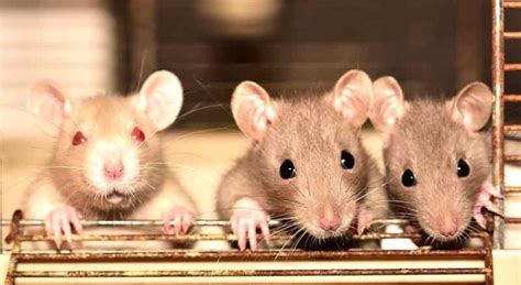 10 Fakta Menarik Tentang Tikus Yang Jarang Orang Tahu Ivan Runa