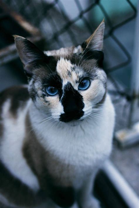 Most Unique Cats In 2020 Pretty Cats Gorgeous Cats