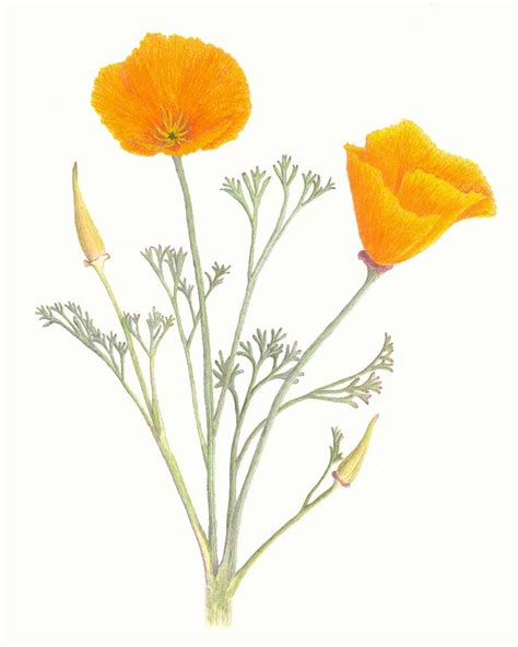 California Poppy Botanical Drawing At Getdrawings Free Download