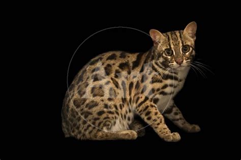 Asian Leopard Asian Leopard Cat Bengal Cat Small Wild Cats