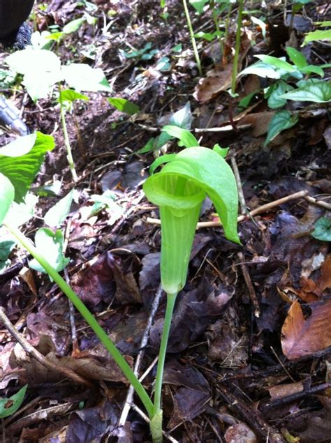 Identified by their ability to glide (not actually fly), flying squirrels have a thin, furred membrane of skin that runs from their wrists to their ankles. Pisgah National Forest Big Ivy And Coleman Boundary | HubPages