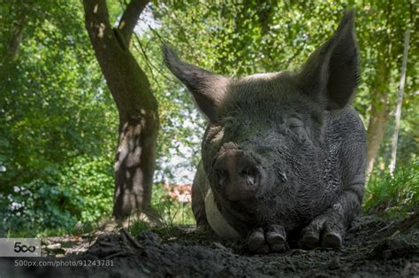 Potbellied Pig Running Loose Lured Home With Pack Of Oreos Huffpost