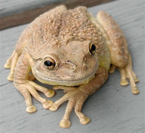 Cuban Tree Frog By Terry Best Redbubble