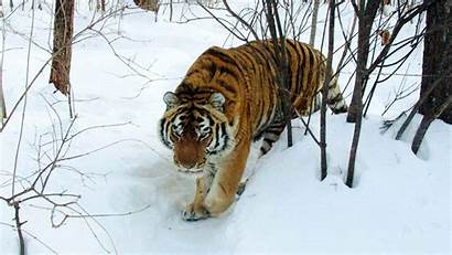 Siberian Tiger Safari Trap Camera Batalov Alexander