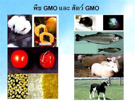 Jun 11, 2021 · ไทยยูเนี่ยน กรุ๊ป ลงทุนผ่านเวนเจอร์ ฟันด์ ใน 'วิอาควา เธอราปิดิกส์' สตาร์ทอัพด้านเทคโนโลยีชีวภาพ สัญชาติอิสราเอล หวังต่อยอดกิจการป้องกัน. เทคโนโลยีชีวภาพ: GMOs