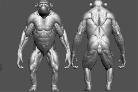 Chimpanzee Muscle Structure
