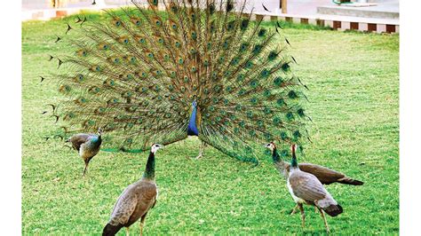 Clothing , accessories, gifts, health and beauty & many more. 30 peacocks in Kutch killed by pesticides | AHMEDABAD NYOOOZ