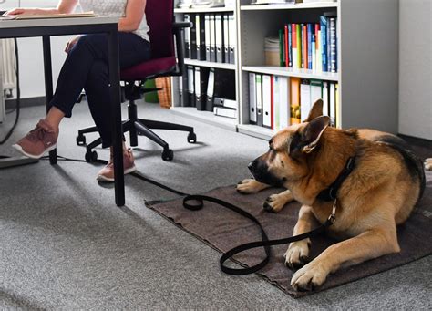 ¿con el perro al trabajo algunas recomendaciones útiles infobae