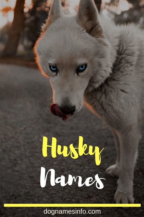 Husky Dog Names 2022 250 Superb Names For Your Siberian Husky