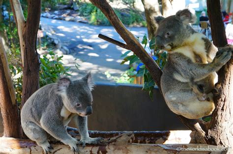 Koala Cuddling And Kangaroo Feeding At Lone Pine Koala Sanctuary The