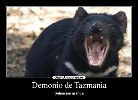 Sin embargo, estos feroces marsupiales son fascinantes criaturas que debes conocer un poco. Demonio de Tazmania | Desmotivaciones