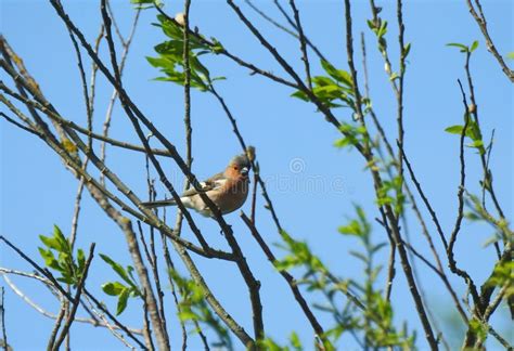 Finch Bird On Tree Branch Stock Image Image Of White 92283785