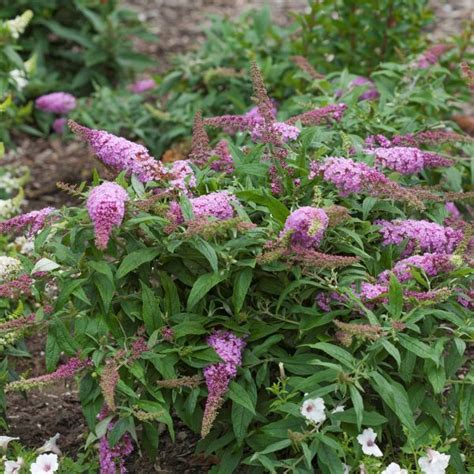 Pugster Pink Butterfly Bush Buy At Nature Hills Nursery